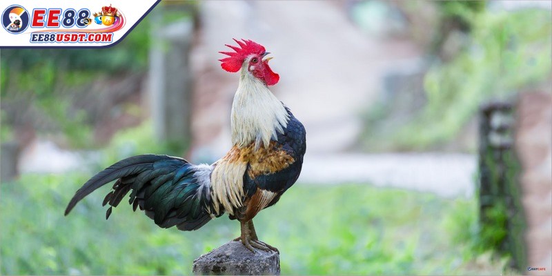 Cách nuôi gà đá tới pin thành công từ khâu chọn giống