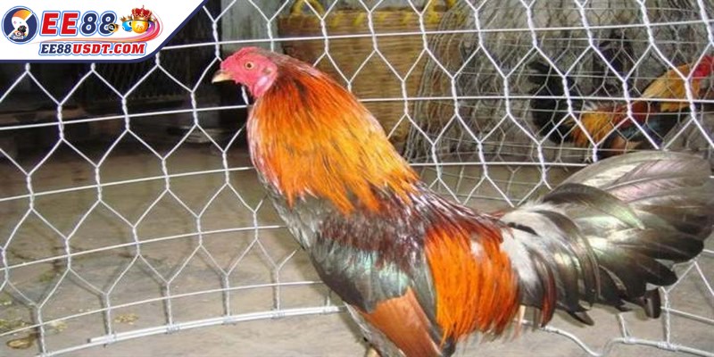 Giai đoạn vỗ béo tăng cường dinh dưỡng để xây nền thể lực