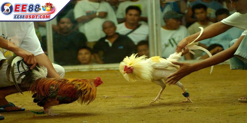 Phía sau gà chiến mạnh luôn là sư kê dày dạn kinh nghiệm