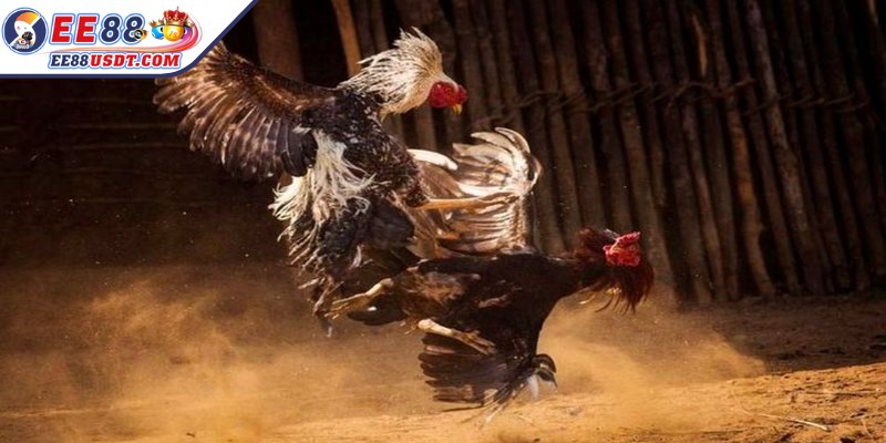 Đá gà Thomo trực tuyến mang sức hút nhờ những ưu điểm vượt trội