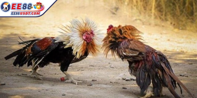 Kết quả trận đấu được xác định dựa trên những tình huống cụ thể