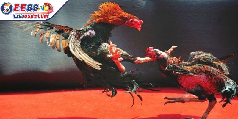 Lựa chọn trận đấu thực hiện đặt cược theo phán đoán